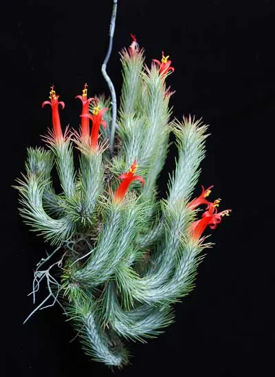 Tillandsia funkiana