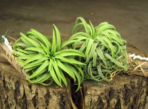 Tillandsia ionantha