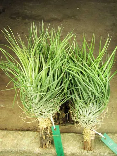 Tillandsia stricta 'Bak'