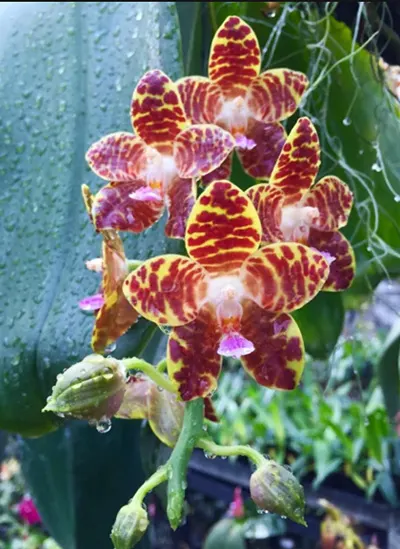Phalaenopsis Jade Gold (gigantea x venosa 'Red')