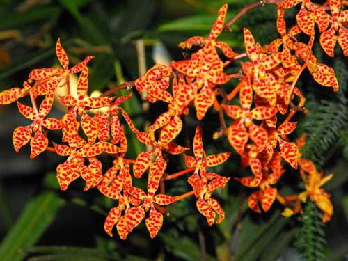 Renanthera monachica