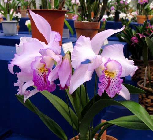 Laeliocattleya Ballet Folklorico 'Eloquence' (Cattleya Song of Norway x Laelia speciosa)