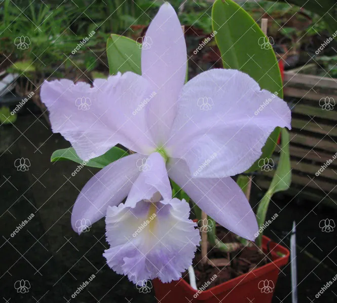 Cattleya Sea Breeze