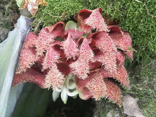 Bulbophyllum phalaenopsis