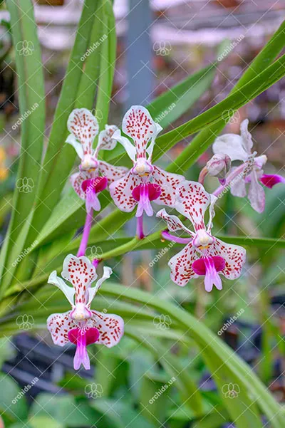 Vanda tricolor