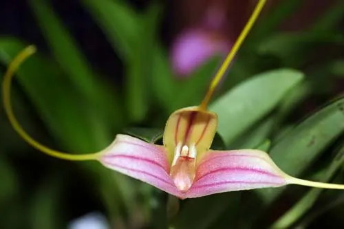 Masdevallia elegans x xanthina