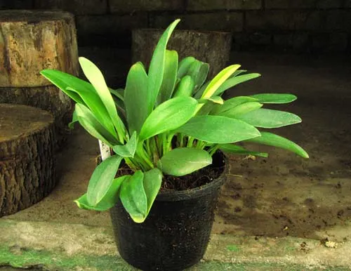 Masdevallia elegans x xanthina