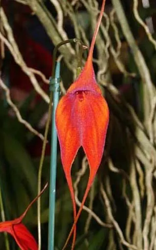 Masdevallia veitchiana x ayabacana