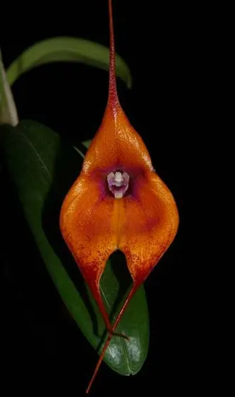 Masdevallia veitchiana x Dracula barrowii