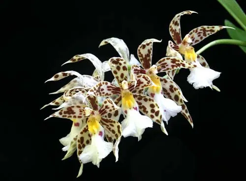 Odontoglossum blandum