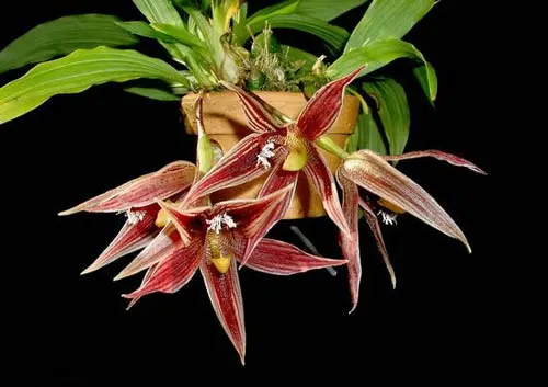 Paphinia cristata