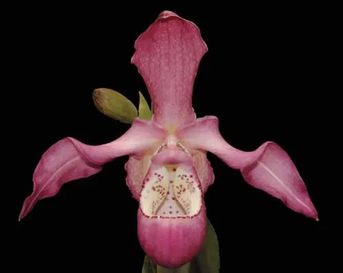 Phragmipedium Peruflora's Saltimbanco (boissierianum x kovachii)