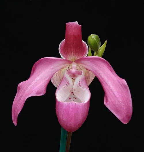 Phragmipedium kovachii x longifolium