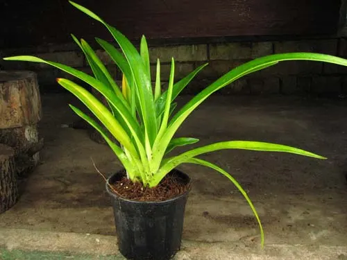Phragmipedium boissierianum var. czerwiakowianum
