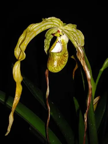 Phragmipedium caudatum 'Fortuna'