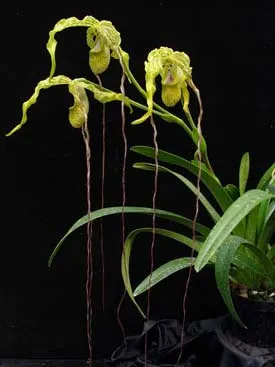 Phragmipedium caudatum var. sanderianum