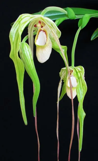 Phragmipedium caudatum var. wallisii