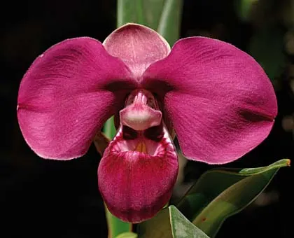Phragmipedium Eumelia Arias (kovachii x schlimii)