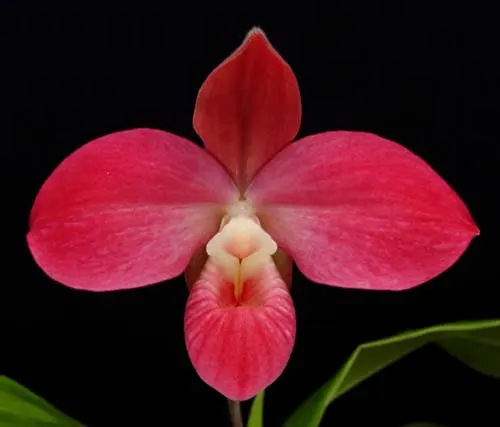Phragmipedium Peru Floras Cirila Alca (kovachii x dalessandroi)