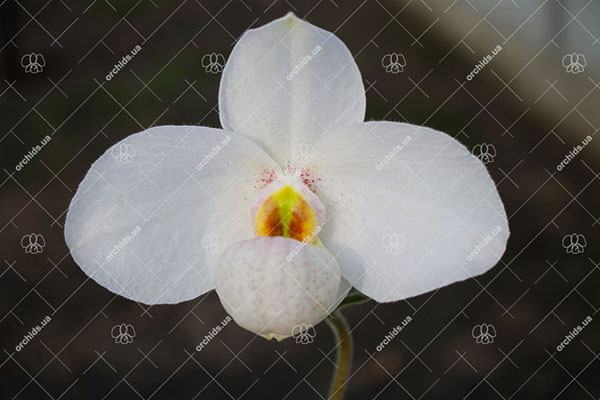 Paphiopedilum Joyce Hasegawa (delenatii x emersonii)
