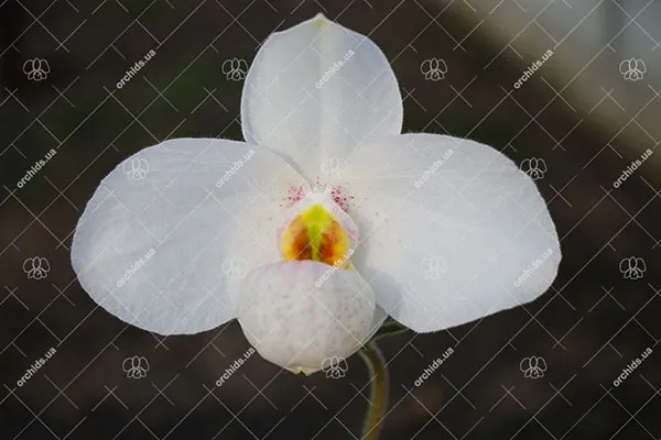 Paphiopedilum Joyce Hasegawa (delenatii x emersonii)