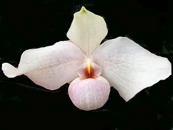 Paphiopedilum delenatii x hangianum
