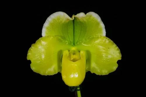 Paphiopedilum Green Gem x Hung Sheng Nice