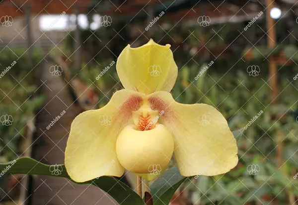 Paphiopedilum hangianum