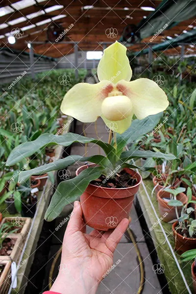 Paphiopedilum hangianum
