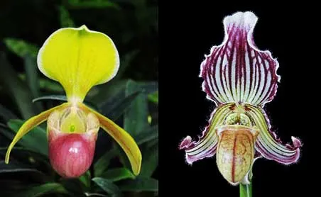 Paphiopedilum helenae x fairrieanum