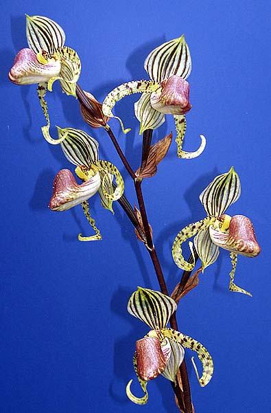 Paphiopedilum supardii