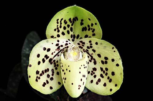 Paphiopedilum wenshanense