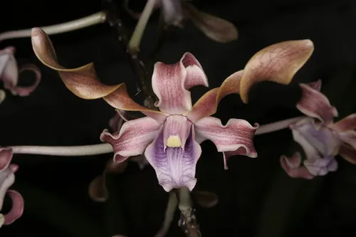 Dendrobium Jairak Helix