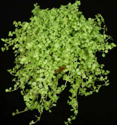 Helxine soleirolii