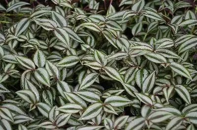 Tradescantia zebrina