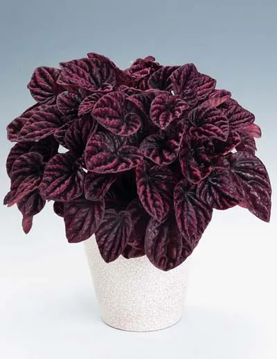 Peperomia caperata 'Nigra'