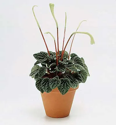 Peperomia caperata 'Emerald Ripple'