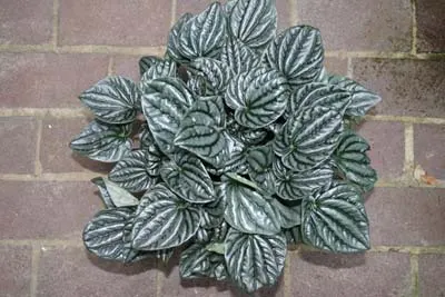 Peperomia griseo-argentea