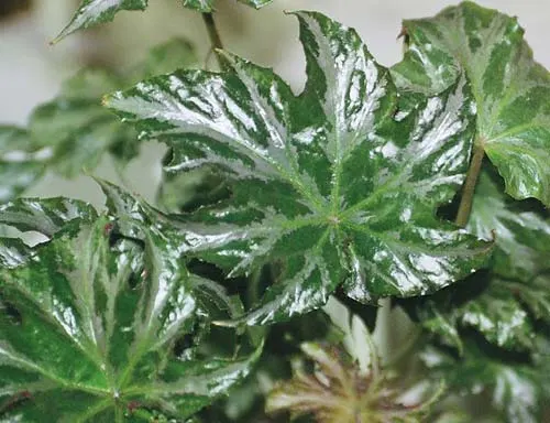 Begonia 'Silver Star'