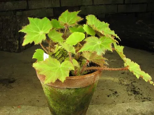 Begonia ricinifolia 'Immense'
