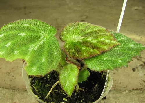 Begonia pustulata 'Argentea'