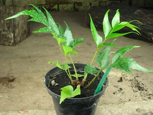 Cyrtomium falcatum