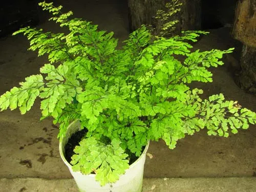 Adiantum sp.