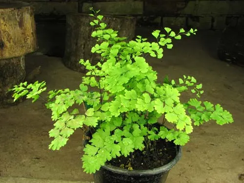Adiantum tenerum