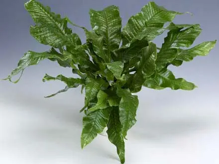 Microsorum musifolium 'Crocodyllus'