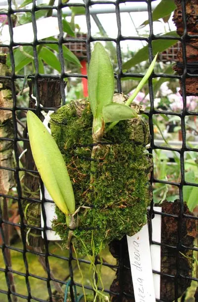Rodriguezia decora