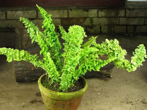 Nephrolepis cordifolia I