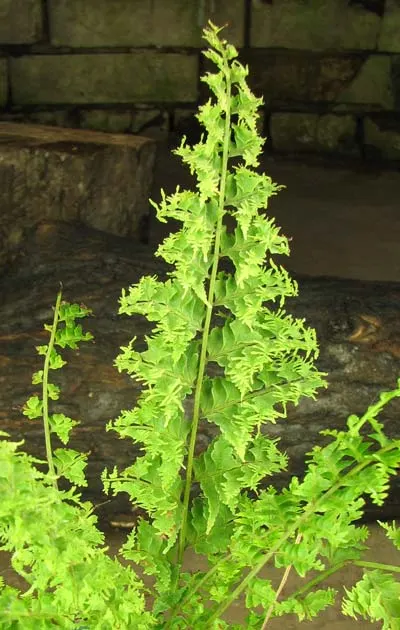Nephrolepis cordifolia II