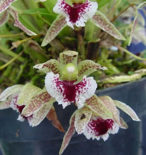 Kefersteinia graminea