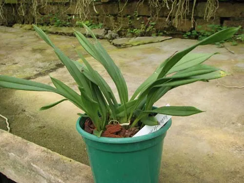 Kefersteinia graminea